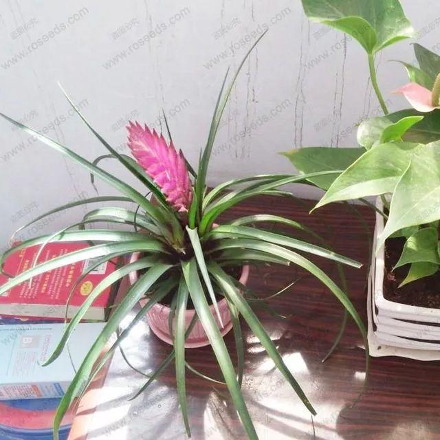 9种可以在浴室高温高湿环境下生长良好的植物