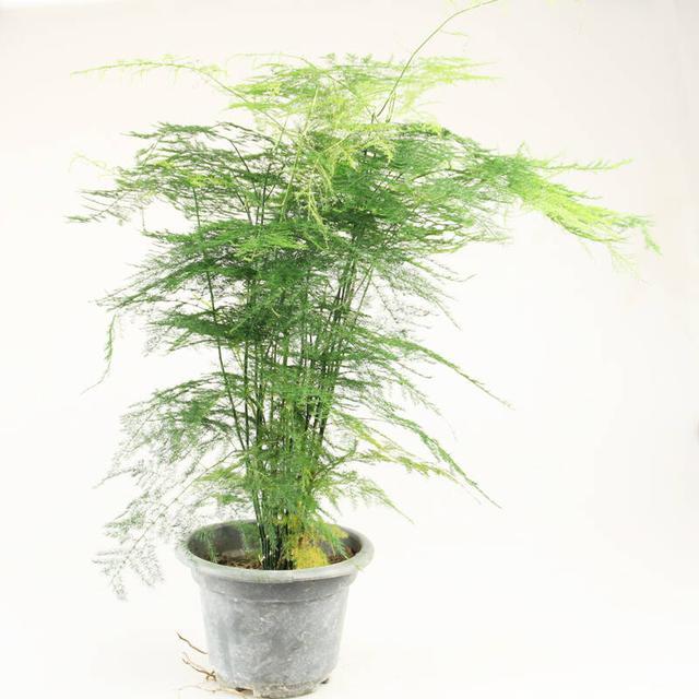 2019家里种什么植物风水好