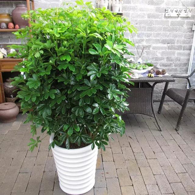 家里养这12种吉祥植物 平安幸福 好运连连！