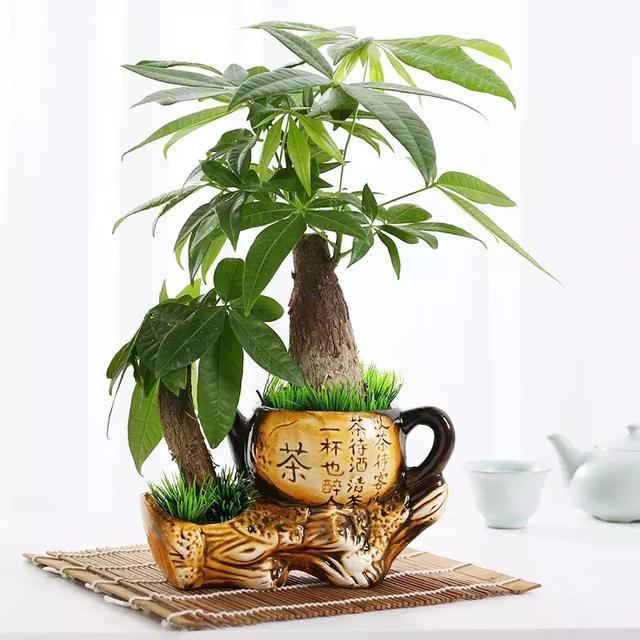 家里养这12种吉祥植物 平安幸福 好运连连！