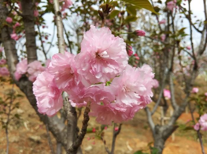 新城镇水西村：2019大余蔡家花海樱花季正式启幕