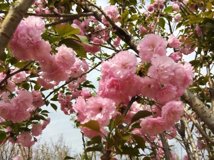 新城镇水西村：2019大余蔡家花海樱花季正式启幕