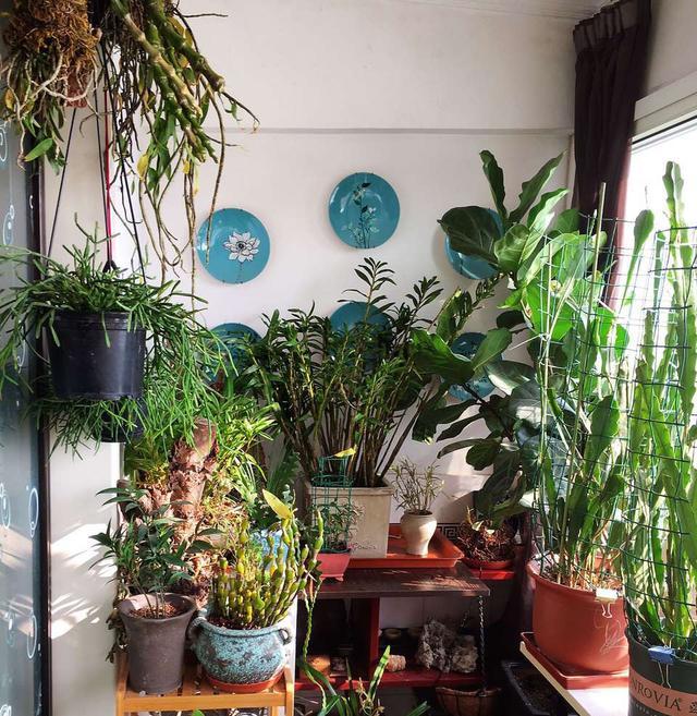 卧室适合养这“8种”植物，夜间释放“氧气”，不用担心“夺氧”