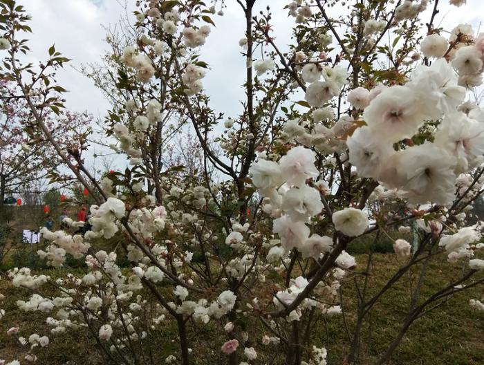 新城镇水西村：2019大余蔡家花海樱花季正式启幕