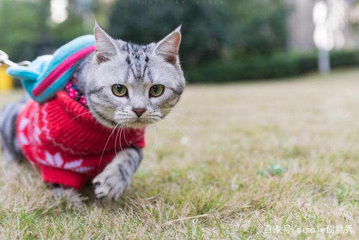 第一次出门遛猫需要注意什么，最好准备好这些，不然猫咪容易跑掉