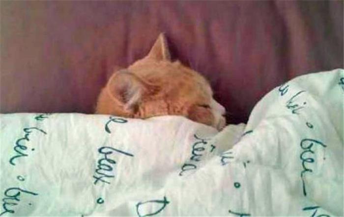 主人叫猫咪起床，猫咪别着头咧着嘴，转身又盖上被子呼呼大睡！