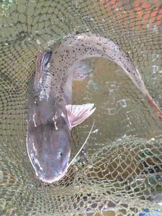 斑蠖鱼——只有在珠江水系看见的美味鱼