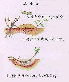 5种盆栽“压条”方法，不用剪枝不用嫁接，看完1种就会用，生根快