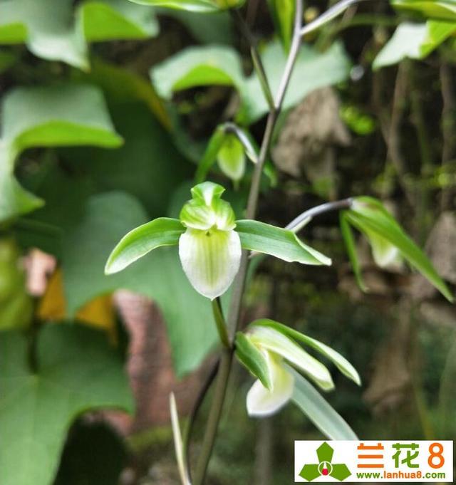 使兰花能多开花、开好花的方法