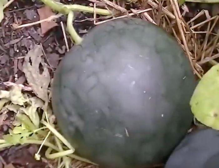3元一斤的黑西瓜，在日本却能卖出4万元，得知真相后不淡定了