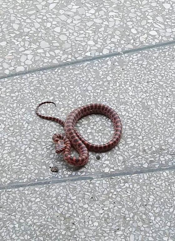 赤链蛇，一种红黑条纹的常见蛇虽然属于无毒蛇类但它也有毒！