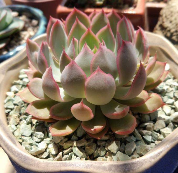 想把多肉植物养成老桩，在生长季换盆，事半功倍！