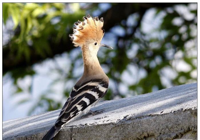 世界上最美的五种鸟，银喉长尾山雀排最后，排名第一的它濒临灭绝
