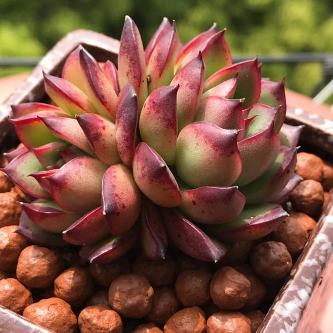 想把多肉植物养成老桩，在生长季换盆，事半功倍！