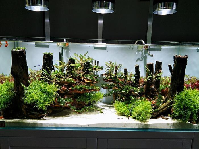 水草造景入门到精通，水草造景培训班找本色水景，水族箱造景培训