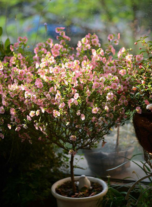 此盆栽花号称“开花机器”，四季开花，养护容易，还可做盆景树