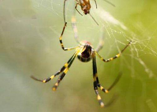 地球上10大最常见的室内蜘蛛，第五幽灵蛛，第一跳蛛，你见过吗？