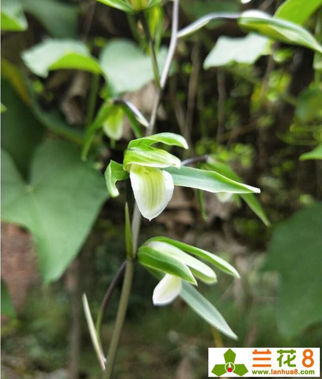使兰花能多开花、开好花的方法