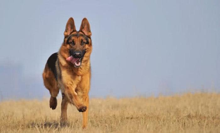 跑速最快的五种犬类，中国的狗狗上榜，最后一种被称为世界之最