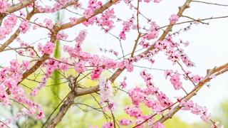 颐和园春光明媚 桃红柳绿漫西堤