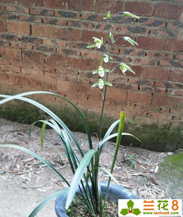 使兰花能多开花、开好花的方法