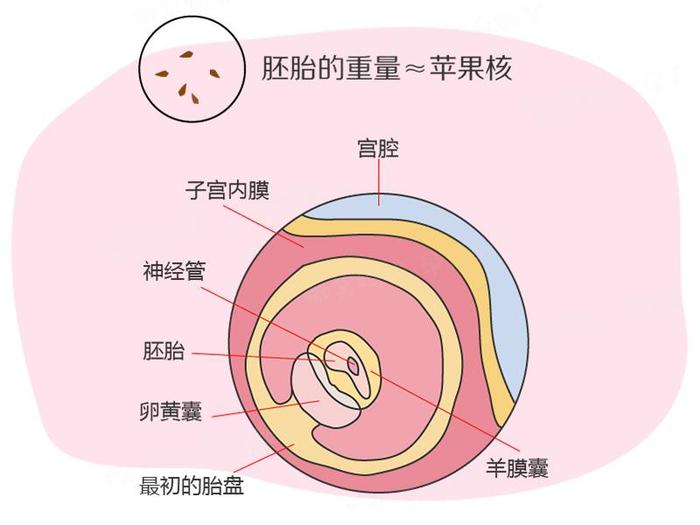 孕期40周指南：怀孕第5周 胎儿进入胚胎期