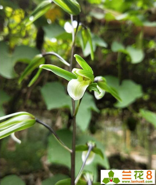 使兰花能多开花、开好花的方法
