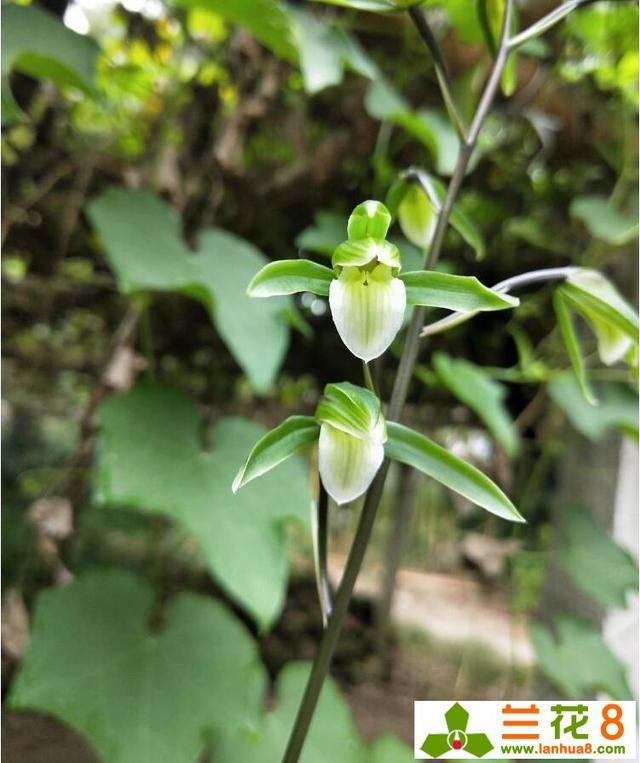 使兰花能多开花、开好花的方法