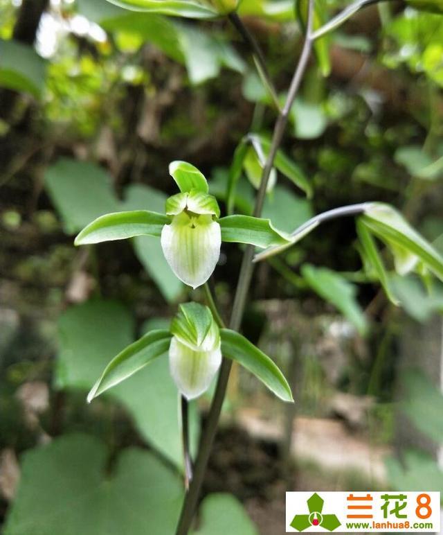 使兰花能多开花、开好花的方法