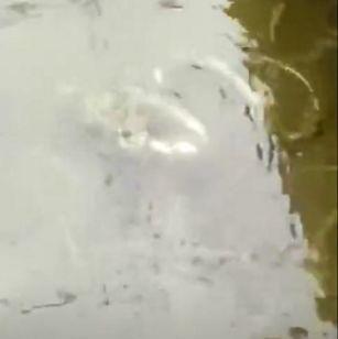 女孩将毒蛇扔进水蛭池，几分钟后，看清水下的画面不淡定