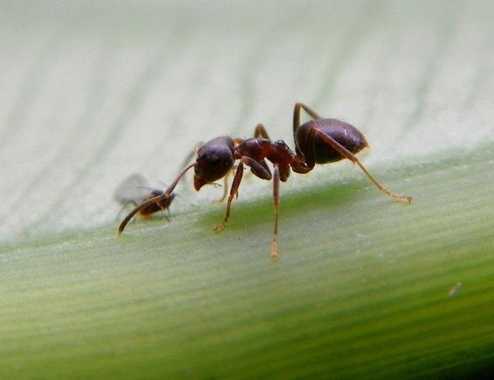 蚂蚁是因为爱美才经常梳理触角的吗？看完涨见识了