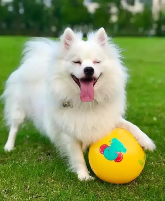 每日一宠银狐犬