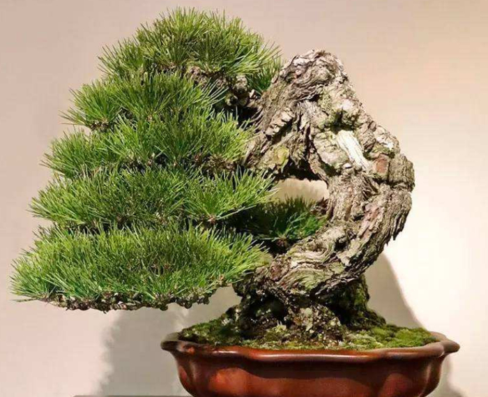 松树盆景的养护方法，平时注意这“5点”，生长好观赏性强