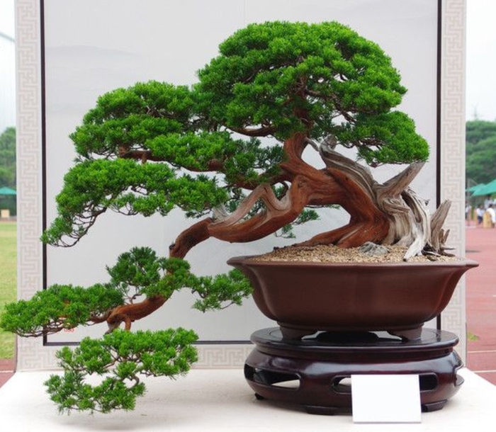 松树盆景的养护方法，平时注意这“5点”，生长好观赏性强