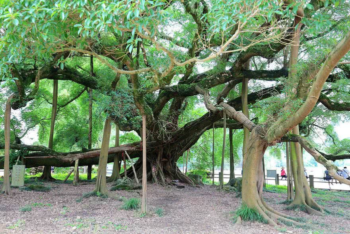 最新数据显示，黄江北岸大榕树瓦房在哪里？2025年位置实探与历史故事解析