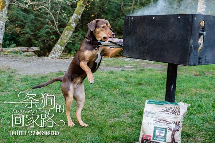 《一条狗的回家路》曝中国风海报 首映获好评被赞“适合全人类”