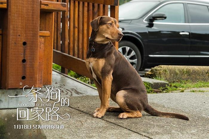 《一条狗的回家路》曝中国风海报 首映获好评被赞“适合全人类”