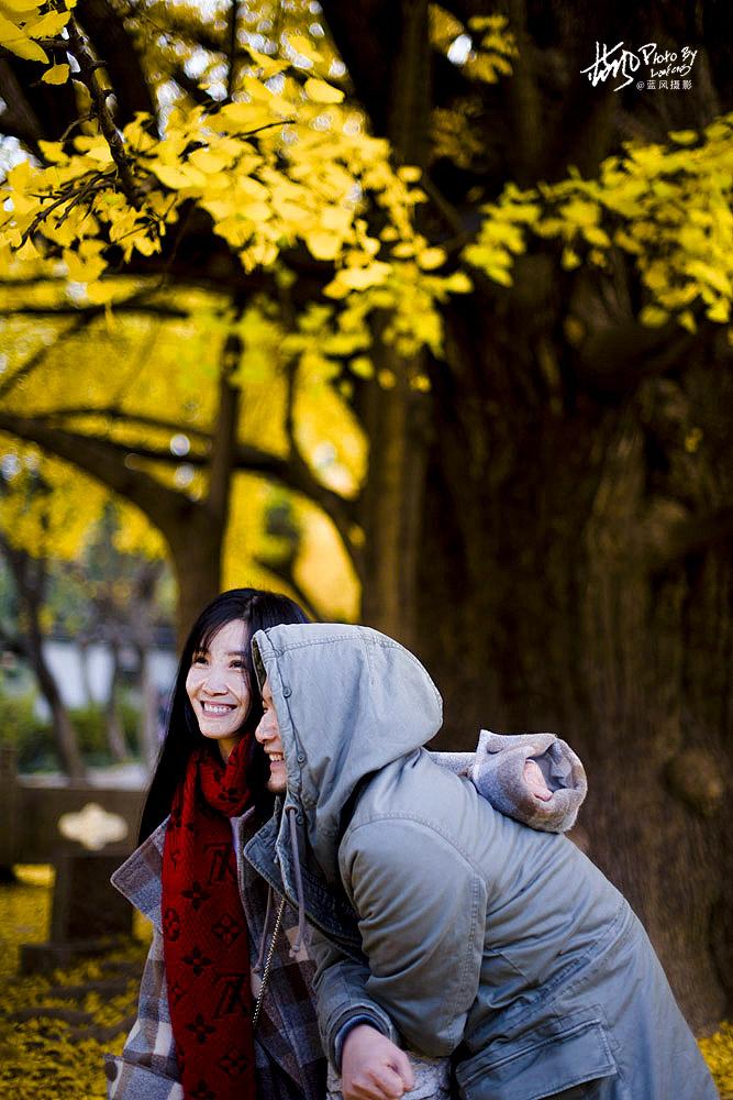 <a href='http://travel.sina.com.cn/shanghaishi-lvyou/?from=b-keyword' >上海</a>一千多岁银杏树王,至今枝繁叶茂,专门给它建一座公园