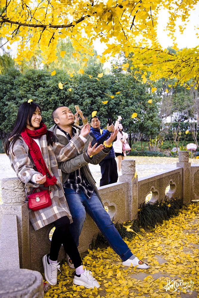<a href='http://travel.sina.com.cn/shanghaishi-lvyou/?from=b-keyword' >上海</a>一千多岁银杏树王,至今枝繁叶茂,专门给它建一座公园