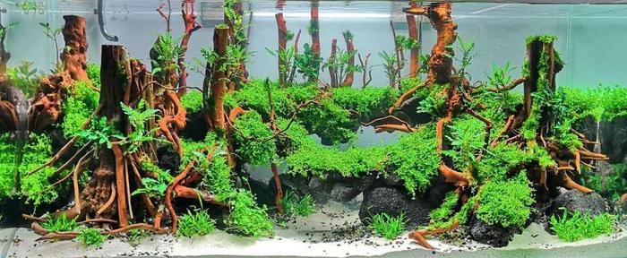 水草造景入门到精通，水草造景培训班找本色水景，水族箱造景培训