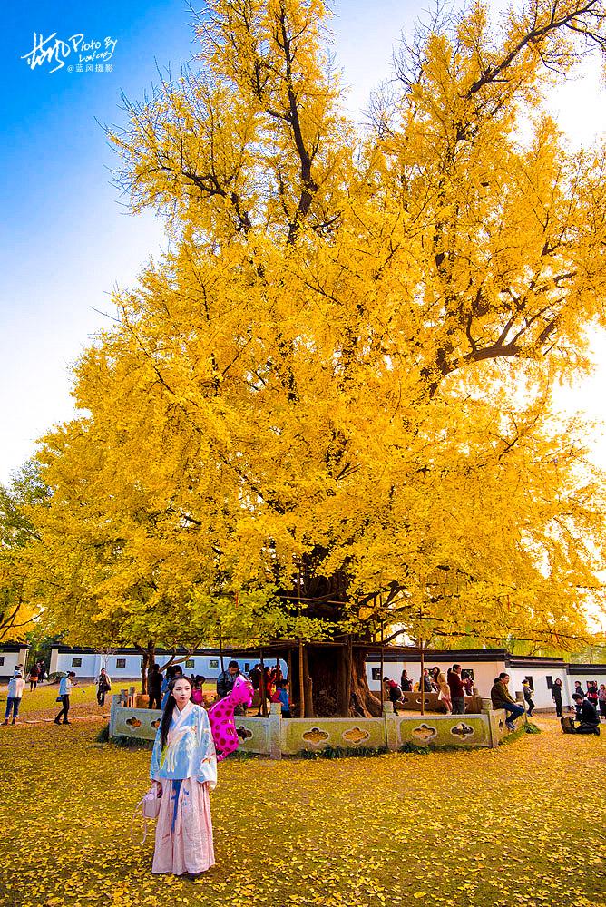 <a href='http://travel.sina.com.cn/shanghaishi-lvyou/?from=b-keyword' >上海</a>一千多岁银杏树王,至今枝繁叶茂,专门给它建一座公园