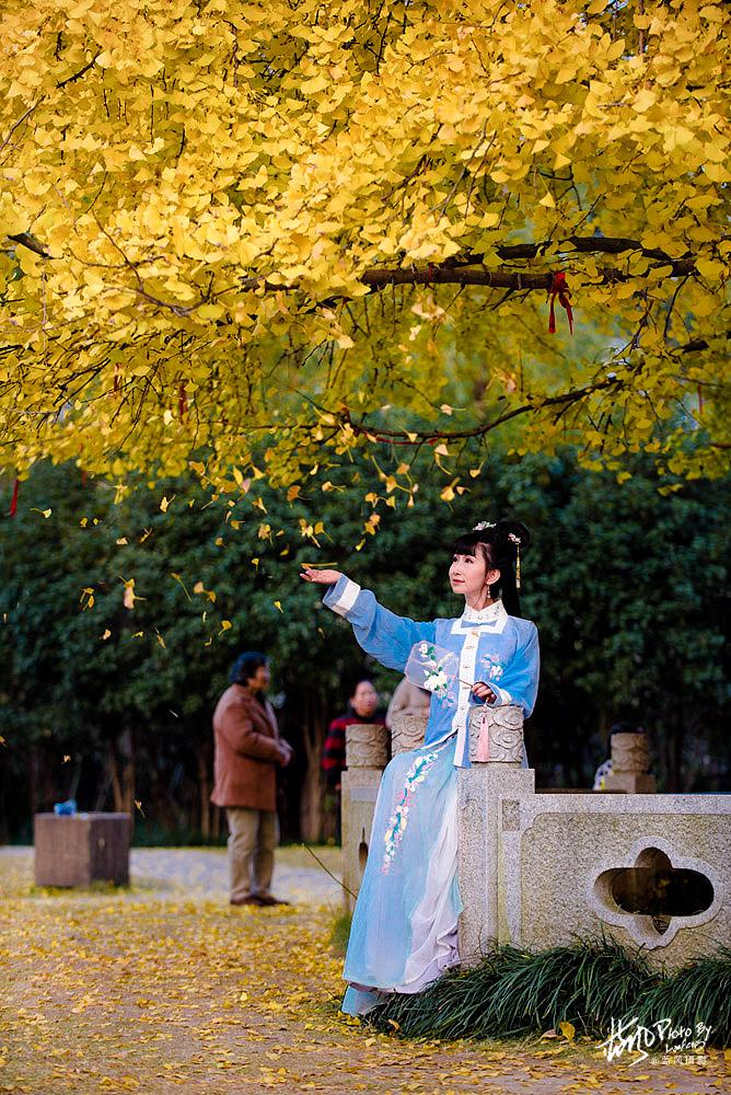 <a href='http://travel.sina.com.cn/shanghaishi-lvyou/?from=b-keyword' >上海</a>一千多岁银杏树王,至今枝繁叶茂,专门给它建一座公园