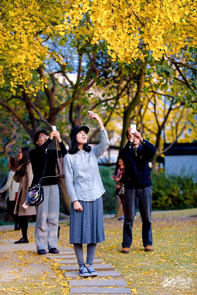 <a href='http://travel.sina.com.cn/shanghaishi-lvyou/?from=b-keyword' >上海</a>一千多岁银杏树王,至今枝繁叶茂,专门给它建一座公园