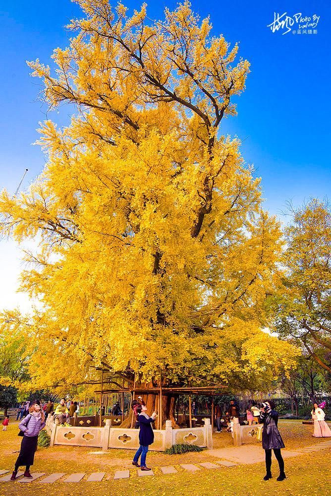 <a href='http://travel.sina.com.cn/shanghaishi-lvyou/?from=b-keyword' ><em>上海</em></a>一千多岁银杏树王,至今枝繁叶茂,专门给它建一座公园