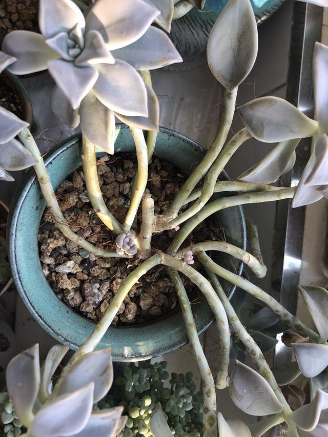 五种容易养成“老桩”的多肉品种，这样“处理”一下，生长快一