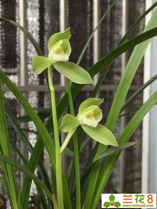 使兰花能多开花、开好花的方法