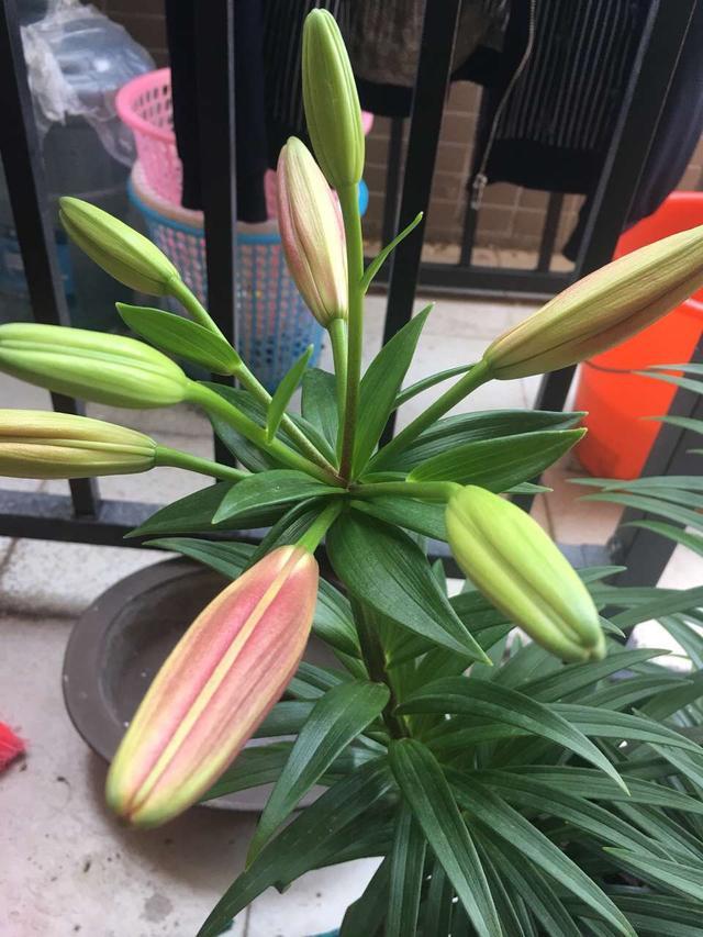 遇到百合花花蕾掉落和叶子发黄发焦该怎么处理？用这两招轻松解决