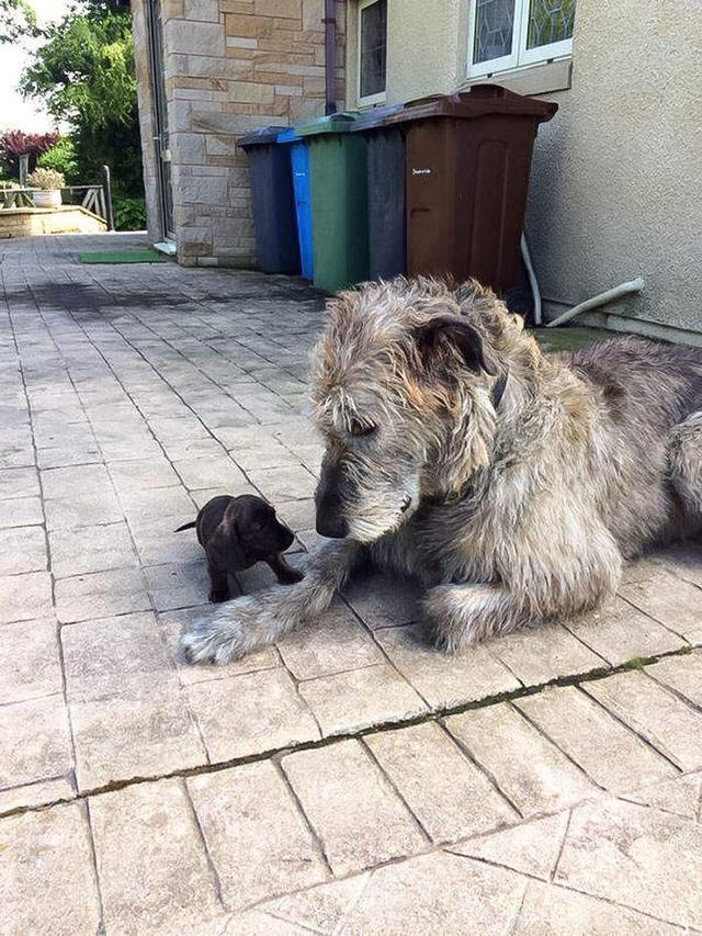 爱尔兰猎狼犬的智商怎么样 (爱尔兰猎狼犬中国能养吗)