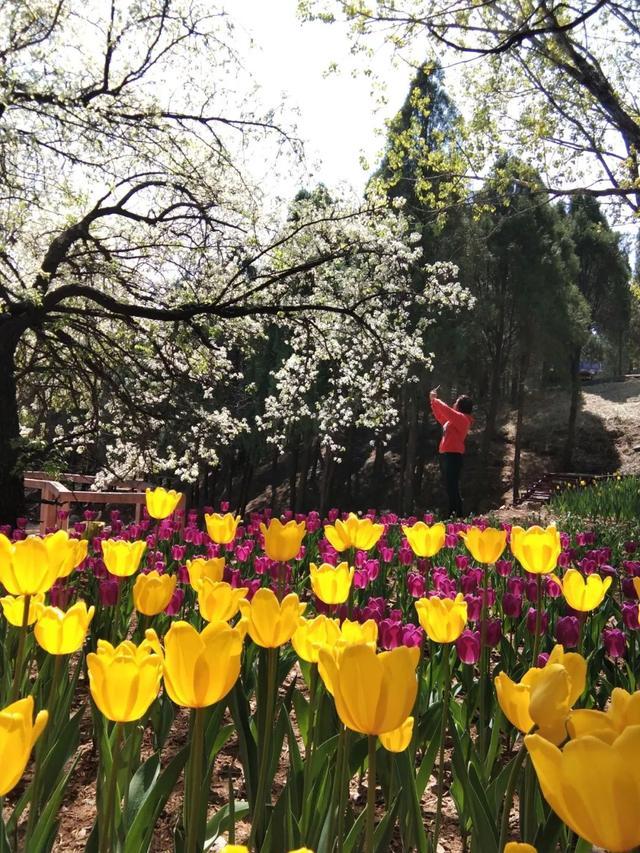 济南南部山区跑马岭：林已盛、花已开，乐撒百花丛！