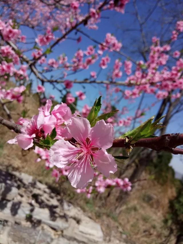 济南南部山区跑马岭：林已盛、花已开，乐撒百花丛！